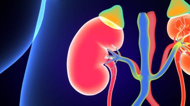 Böbrek Sistemi Anatomisi. 3 Boyutlu Resimler