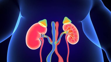Böbrek Sistemi Anatomisi. 3 Boyutlu Resimler