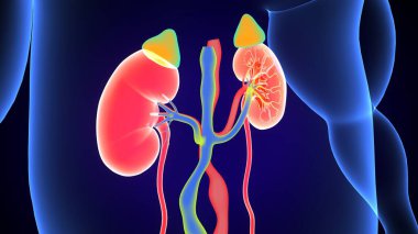 Böbrek Sistemi Anatomisi. 3 Boyutlu Resimler