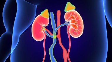 Böbrek Sistemi Anatomisi. 3 Boyutlu Resimler