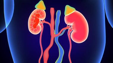 Böbrek Sistemi Anatomisi. 3 Boyutlu Resimler