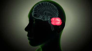 İnsan beyni anatomisi. 3 Boyutlu Resimler