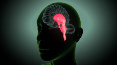 İnsan beyni anatomisi. 3 Boyutlu Resimler