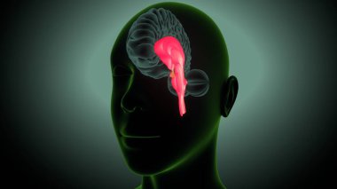 İnsan beyni anatomisi. 3 Boyutlu Resimler