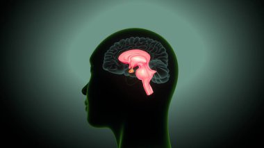 İnsan beyni anatomisi. 3 Boyutlu Resimler