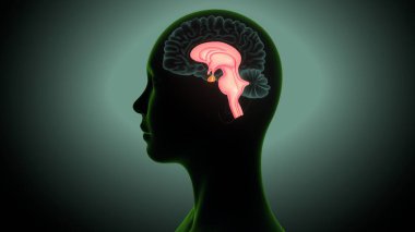 İnsan beyni anatomisi. 3 Boyutlu Resimler