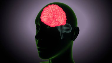 İnsan beyni anatomisi. 3 Boyutlu Resimler