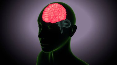 İnsan beyni anatomisi. 3 Boyutlu Resimler