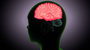 İnsan beyni anatomisi. 3 Boyutlu Resimler