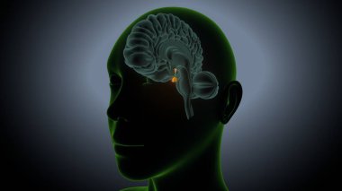 İdrar sistemi anatomisi. 3d illüstrasyon