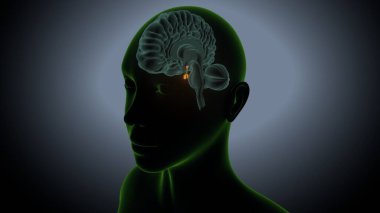 İdrar sistemi anatomisi. 3d illüstrasyon