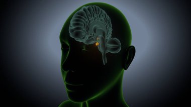 İdrar sistemi anatomisi. 3d illüstrasyon