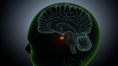 İdrar sistemi anatomisi. 3d illüstrasyon