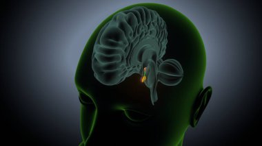 İdrar sistemi anatomisi. 3d illüstrasyon