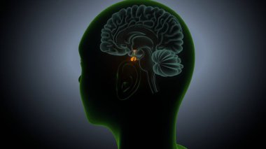 İdrar sistemi anatomisi. 3d illüstrasyon