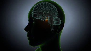 İdrar sistemi anatomisi. 3d illüstrasyon