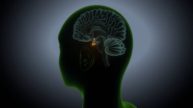 İdrar sistemi anatomisi. 3d illüstrasyon