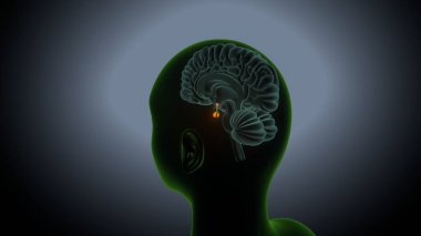 İdrar sistemi anatomisi. 3d illüstrasyon