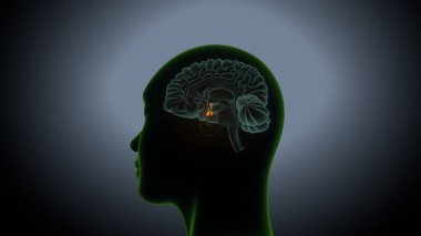 İdrar sistemi anatomisi. 3d illüstrasyon