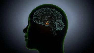 İdrar sistemi anatomisi. 3d illüstrasyon