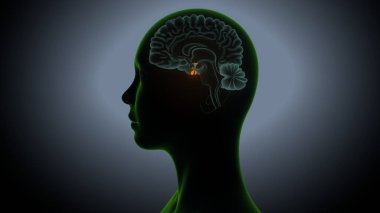 İdrar sistemi anatomisi. 3d illüstrasyon