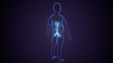 İdrar sistemi anatomisi. 3d illüstrasyon