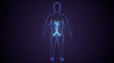 İdrar sistemi anatomisi. 3d illüstrasyon