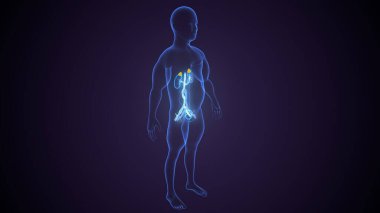 İdrar sistemi anatomisi. 3d illüstrasyon