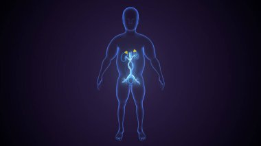 İdrar sistemi anatomisi. 3d illüstrasyon