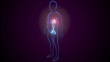 İdrar sistemi anatomisi. 3d illüstrasyon