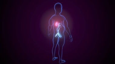 İdrar sistemi anatomisi. 3d illüstrasyon