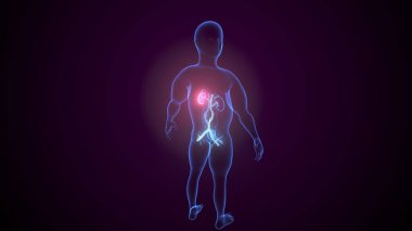 İdrar sistemi anatomisi. 3d illüstrasyon