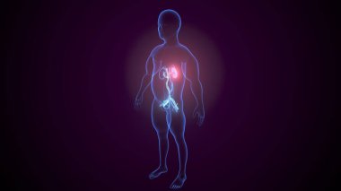 İdrar sistemi anatomisi. 3d illüstrasyon