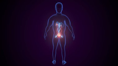 İdrar sistemi anatomisi. 3d illüstrasyon