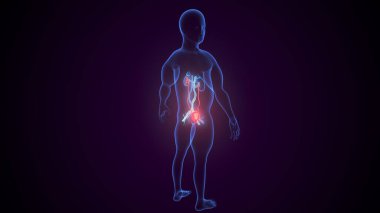 İdrar sistemi anatomisi. 3d illüstrasyon