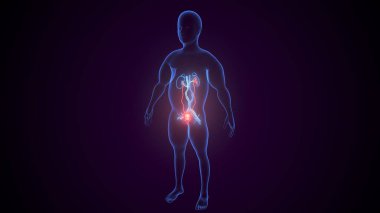 İdrar sistemi anatomisi. 3d illüstrasyon