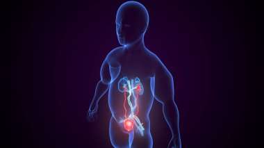 İdrar sistemi anatomisi. 3d illüstrasyon