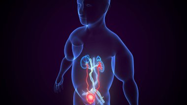İdrar sistemi anatomisi. 3d illüstrasyon