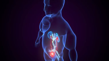 İdrar sistemi anatomisi. 3d illüstrasyon