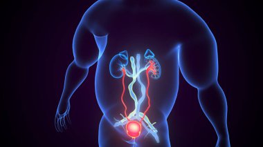 İdrar sistemi anatomisi. 3d illüstrasyon