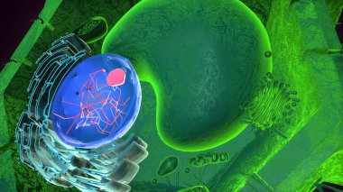 Bitki hücre yapısı anatomisi. 3d illüstrasyon