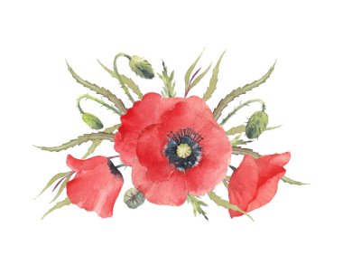 Kırmızı gelincikler. El yapımı suluboya buket. Beyaz arkaplanda sanatsal illüstrasyon.