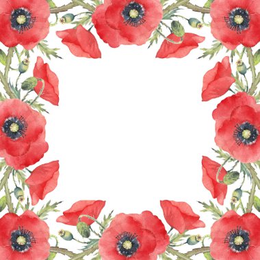Kırmızı gelincik çiçekleri ve yeşillik. Kare kare. El yapımı suluboya kart. Beyaz arkaplanda sanatsal illüstrasyon. 