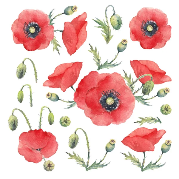 Röd Vallmo Blommor Och Grönska Hand Dras Akvarell Som Vit — Stockfoto