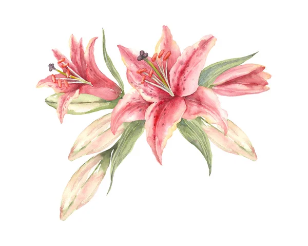 オリエンタルハイブリッドユリ ピンクのユリの花と芽 手描きの水彩花束 白い背景に芸術的なイラスト — ストック写真