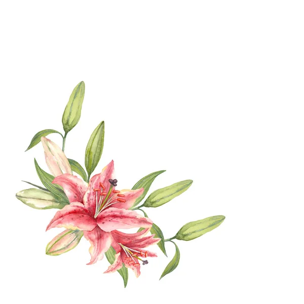 Dois Lírios Stargazer Cor Rosa Flor Lily Coroa Aquarela Desenhada — Fotografia de Stock