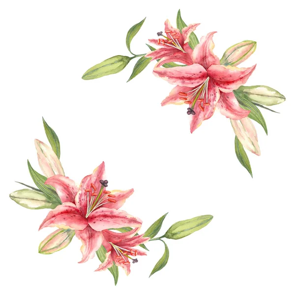 Lírios Stargazer Rosa Flor Lily Coroa Aquarela Desenhada Mão Ilustração — Fotografia de Stock