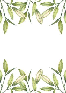 Doğulu hibrit zambaklar. Beyaz zambak tomurcukları. Broşür tasarım şablonu. Beyaz arkaplana elle çizilmiş suluboya A4 düzeni.