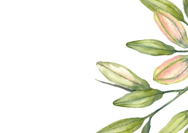 Pembe yıldız teleskopu. Zambak tomurcukları. Tebrik kartı şablonu. Beyaz arkaplanda suluboya çizimi.