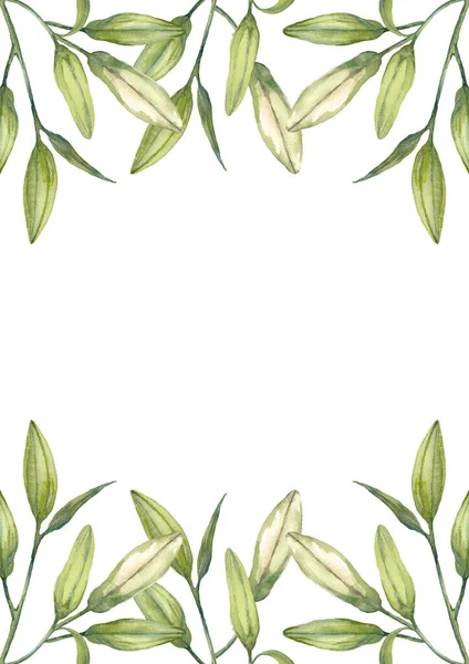 Ανατολίτικα Υβριδικά Κρίνα Λευκά Μπουμπούκια Κρίνου Πρότυπο Σχεδίασης Φυλλαδίων Υδατογραφία — Φωτογραφία Αρχείου